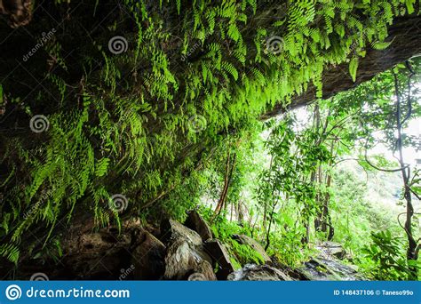Cueva Antigua Fantstica En El Bosque Tropical Visin Por Dentro De La