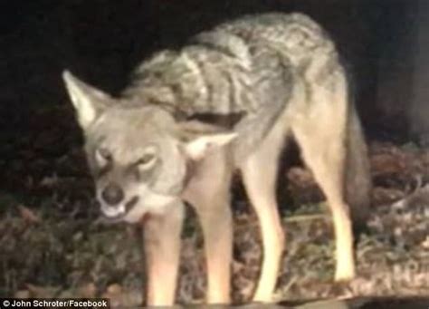 Rabid Coyote Attacks Car In Nc Blue Ridge Outdoors Magazine