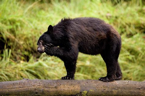 Great Bear Rainforest British Columbia Photograph By Carl D Walsh