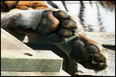 Tiger Toes By Migratory On Deviantart