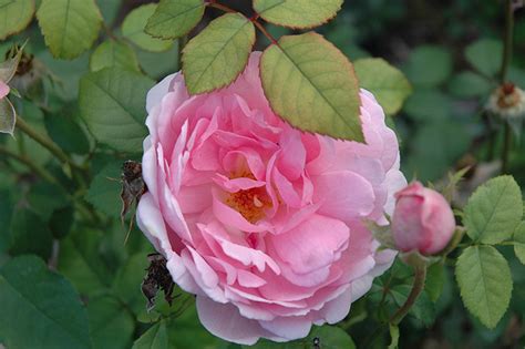 Plus, few flowers convey a lack of effort like giving a bouquet of red roses ⏤ regardless of what your local florist says. Wife Of Bath Rose (Rosa 'Ausbath') in Frankfort Chicago St ...
