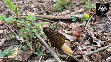 First Morel Mushrooms Of The Year Ohio Mushroom Hunting Youtube