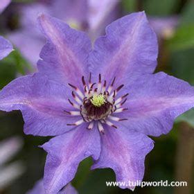 Maybe you would like to learn more about one of these? Pin on Climbing Vines & Clematis
