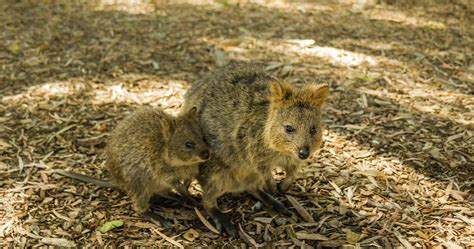 See the cutest photos of the happiest animal on earth. Quokkas | A mother and baby Quokka. They only live on one ...