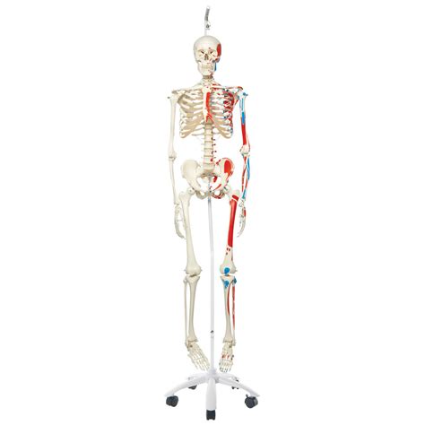 Anatomical Muscle Skeleton Max On Model