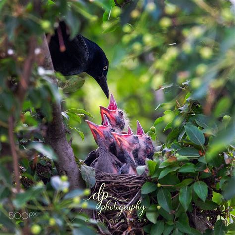 Black Birds Feeding Their Babies Bird Feeders Black Bird Birds