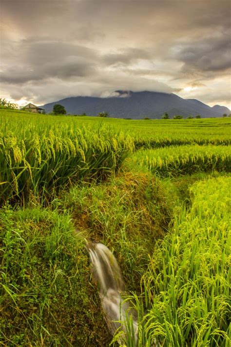Village Photography Nature Photography Growing Rice Rice Plant