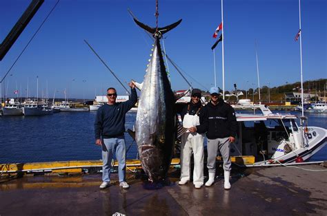 Otw Reader Submission Prince Edward Island Giant Bluefin Tuna On The Water