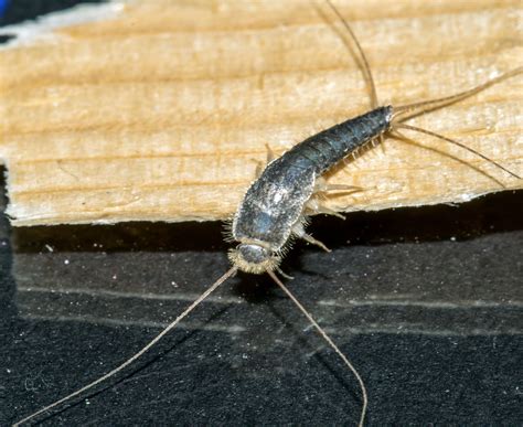 Silverfish Removal Treatment And Extermination The Bristol Pest Controller