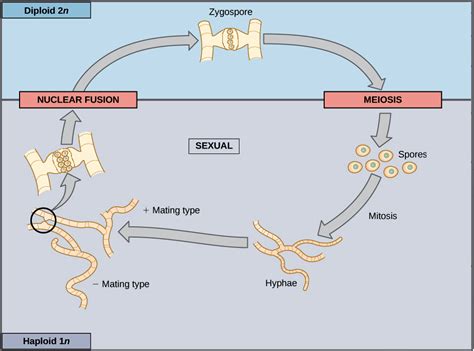 Mitosis Vs Meiosis Haploid Diploid