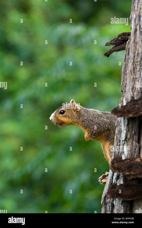 Eastern Fox Squirrel Sciurus Niger Stock Photo Alamy