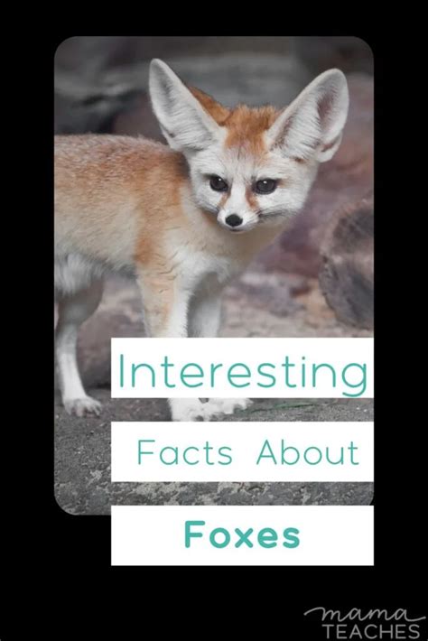 Fun Facts About Foxes Mama Teaches