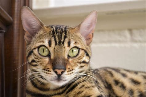 Check this guide for more tips on how to entertain an old cat. Bengal Cat Price Guide - How Much Do Bengals Really Cost?