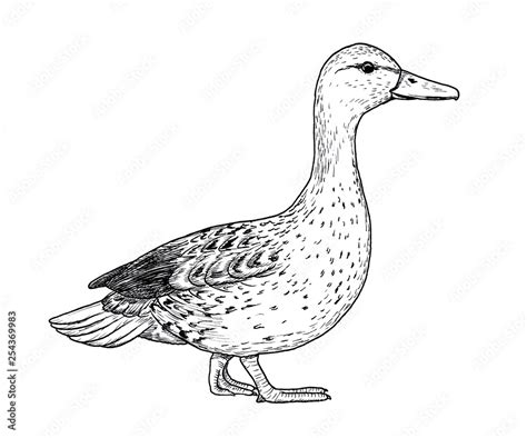 Drawing Of Mallard Bird Hand Sketch Of Adult Wild Duck Female Black