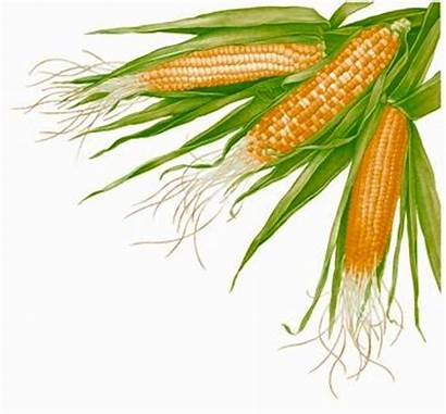 Corn Sweet Growing Plant Clipart Maize Cob