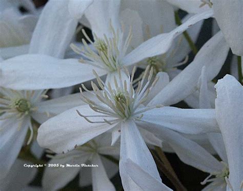 1,784 отметок «нравится», 15 комментариев — liz ulrich (@wild_liz_photography) в instagram: Clematis armandii | Evergreen Clematis | California Gardens