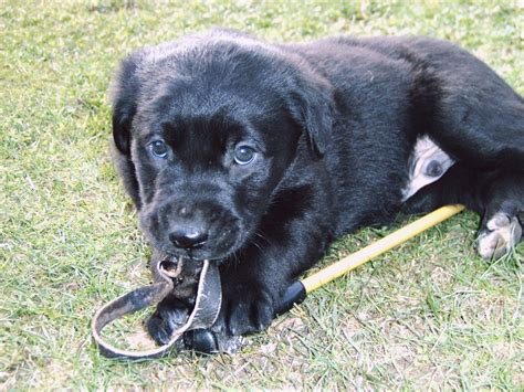 Nur laufen lassen macht den hund nicht wirklich glücklich. Labradomischling - Mischlinge