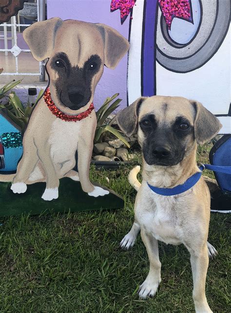 Passeios em locais públicos devem ser realizados. Mascota personalizada | Mascotas, Murales, Personalizar