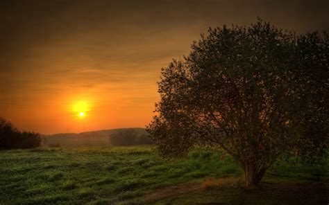 Sunset Landscapes Nature Trees Fields Skyscapes Wallpapers Hd