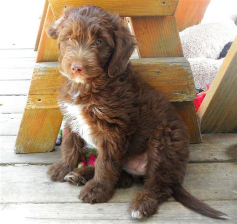 See more of labradoodle puppies for sale at deer creek on facebook. Guardian Family Program- Aussiedoodle and Labradoodle ...
