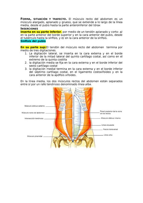 Presentacion Anato Musculo Forma SituaciÓn Y Trayecto El Músculo