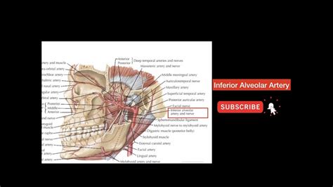 Inferior Alveolar Artery Course Branches Distribution Arteries