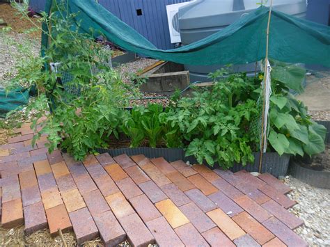 Water them well every day, do not be afraid to water. 3 tomato plants, cucumber and lettuce doing very well ...