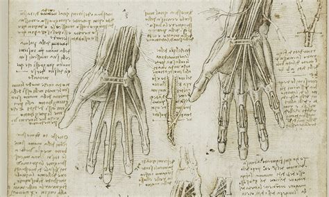 The Startling Accuracy Of Leonardo Da Vincis Anatomical Sketches
