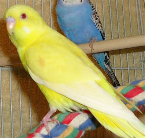 Sexing Lutino And Albino Budgies Backyard Chickens Learn How To Raise