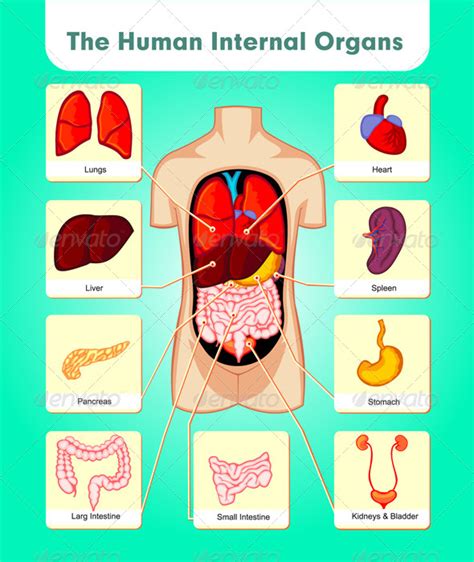 The Human Internal Organs Graphicriver