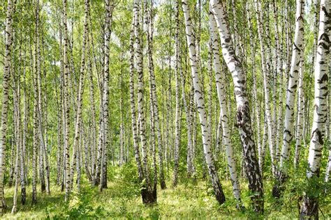 What is a Gray Birch Tree? (Details and Photos) - Home Stratosphere