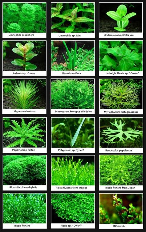 You need to feed the plant with large quantity of nitrate, ammonium, and the phosphate to ensure sustained. Plant guide 2 | Freshwater aquarium plants, Freshwater ...