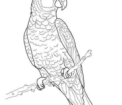 Parrot Drawing At Getdrawings Free Download