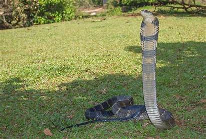 Cobra King Wallpapers Snake Desktop Ophiophagus Elephant