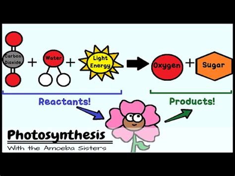 The reactants are the materials needed for the process: What Are The Reactants In The Equation For Cellular ...