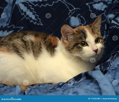 Tricolor Cat On A Blue Background Stock Image Image Of Attentive