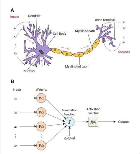 Figure E A Diagram Of Two Neurons Connection Structure And Synapses