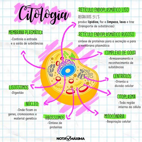 Citologia Em Citologia Mapa Mental Estudo Das Celulas