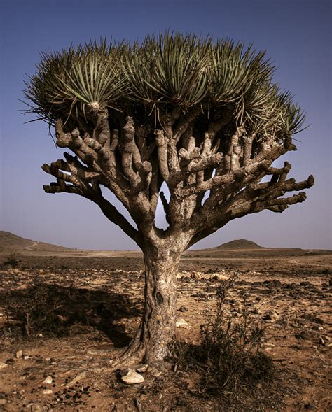 Photo of the week - Unusual tree - Middle East, Oman - Momentary Awe