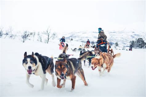 Why Tromsø Is The Perfect Place To Try Dog Sledding