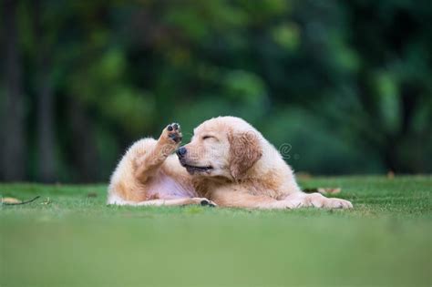 Cute Golden Retriever Puppy Stock Image Image Of Shooting Small
