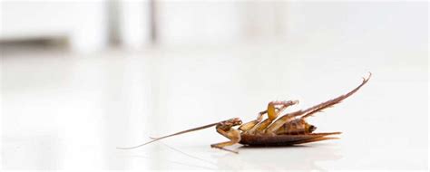 This video is about how to do marketing for pest control and exterminators. What is World Pest Day and What Does it Stand For