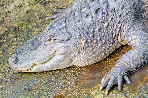 American Alligator (Alligator Mississippiensis) Royalty Free Stock Image - Image: 25050976