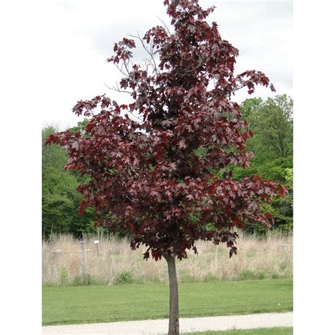 Crimson King Red Maple Tree For Sale Fuegoder Revolucion