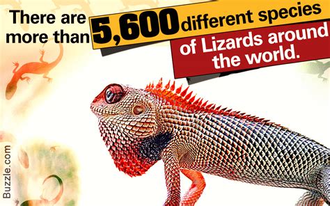 Ahah i hope you all enjoyed creating wings for you lizard whether that be a bearded dragon, leopard gecko. Things You Need to Know Before Keeping Lizards As Pets