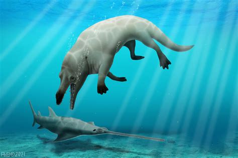 Fossil Of Previously Unknown Four Legged Whale Found In Egypt