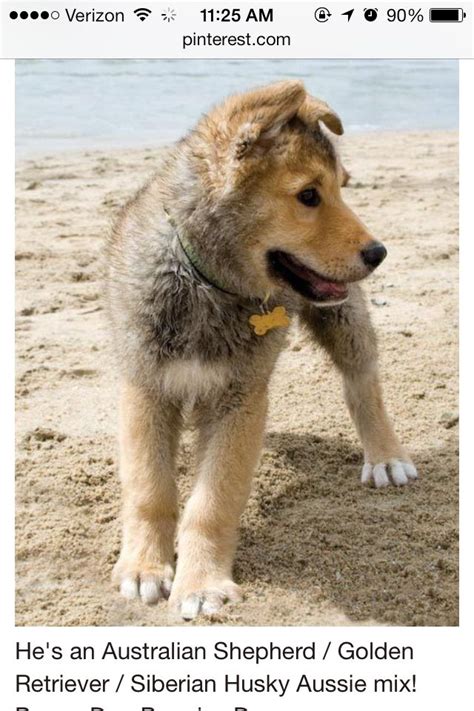 Its size varies from medium to large size. Australian Shepherd Pomeranian Golden Retriever Husky Mix