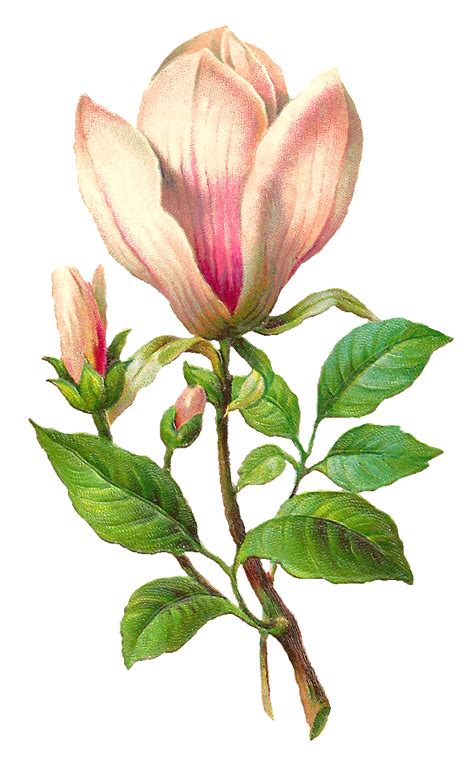 Antique Images Free Flower Download Botanical Art Image