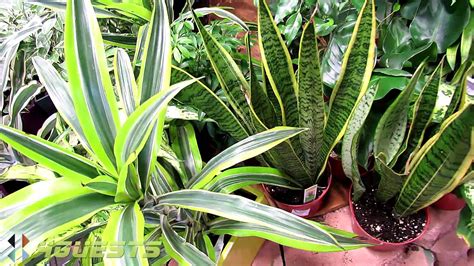 Pictures And Names Of Tropical House Plants