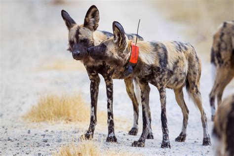 Why Do African Wild Dogs Have Big Ears